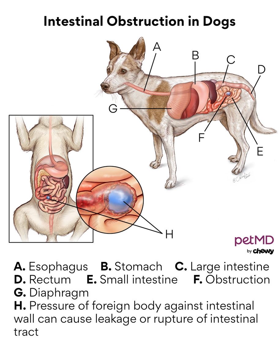 How do you know sale if a dog is constipated